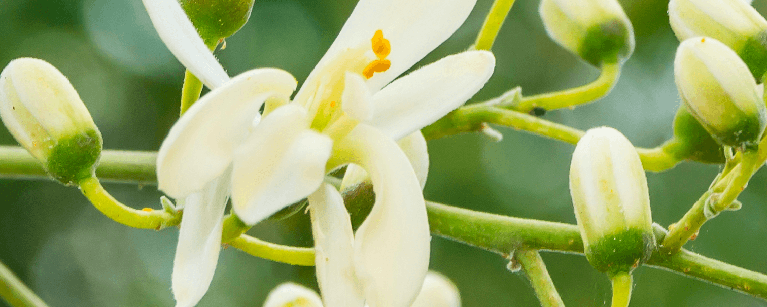 Moringa